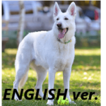 ホワイトシェパード 英語ver.1