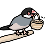 桜文鳥チャッピー第４弾