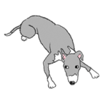 イタグレのちいちゃん