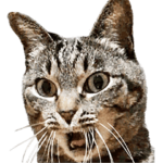 動くぞ！ リアルにゃんこ★