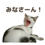 表情豊かなきょうだい猫のおもしろスタンプ