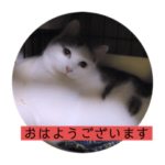 ガッシーねこーず2022冬1月