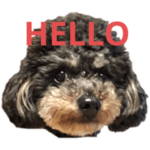 トイプードル ブラックタン