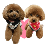 可愛いトイプードルのスタンプです