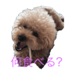 トイプードルの姫ちゃんスタンプ