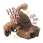 トイプードルの姫ちゃんスタンプ2