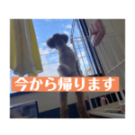 トイプードルスバル　スタンプ