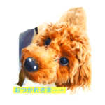 トイプードルのMoco0829