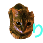 坂本猫ズが了解。