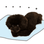 動く！黒のトイプードル、うめちゃんvol.03