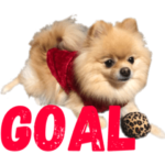 ポメラニアン ギンガ サッカー 日常