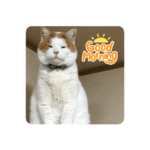 文字入り にゃんにゃちゃん