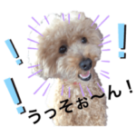 トイプードルの姫ちゃんスタンプ３
