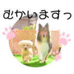 齋藤家シェルティとトイプードルのスタンプ