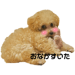 トイプードルこむぎ１歳