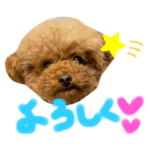 トイプードルのエマくん2❤️