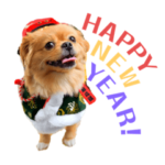 ポメペキのベルちゃん〜2022ver〜