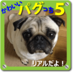 かわいいパグっち５ リアルだよ！