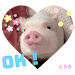 マイクロブタのとろろ①