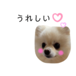 ポメラニアンのぽこさんです。