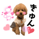 トイプードルの姫ちゃんスタンプ4