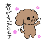 トイプードルのぶーちん⭐︎日常編