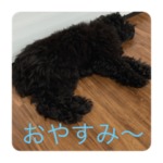 トイプードルマイキー