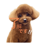 トイプードルのパルムちゃん