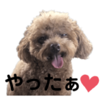 トイプードルのもーこスタンプ6