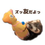 おもしろ可愛いフェレット2