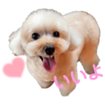 ローズの日常｜トイプードルだワン！