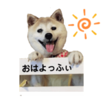 柴犬ヨッフィ