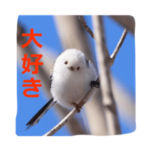 リアルシマエナガ