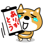 柴犬。ど〜〜〜〜〜〜〜ん。