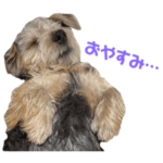 ノーフォークテリアのポノくん❗️