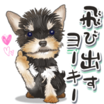 飛び出すヨークシャーテリア（ヨーキー）