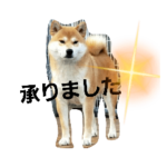 岐阜暁光荘 柴犬家族①