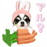 チワワのアルちゃん♡