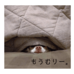 もじゃもじゃチワワ2