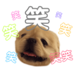 ペキニーズのポニョ＆チャメ