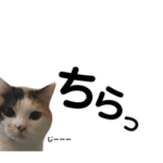 タモとゆかいな仲間たち。