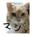 僕アンジュです。