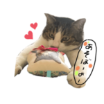 あたしンちのねこ。