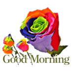 おはようございま, ローズ