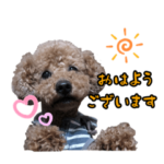 トイプードルのだいずとおともだち