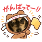 私の飼い犬です