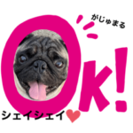 がじゅまるのお仕事