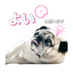 パグぞう　第2段