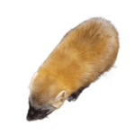 こちこち（業務用）