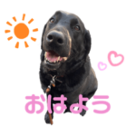 黒ラブのマシューくん